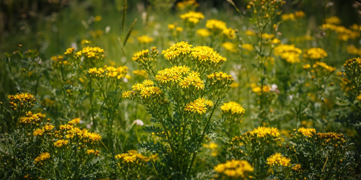 LBV warnt vor giftigen Kreuzkräutern