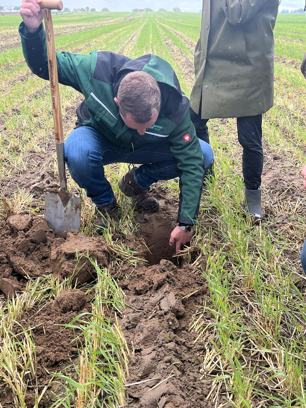 Begutachtung des Strip-Till Güllebands kurz vor der Maisaussaat (Oehnaland Agrar)