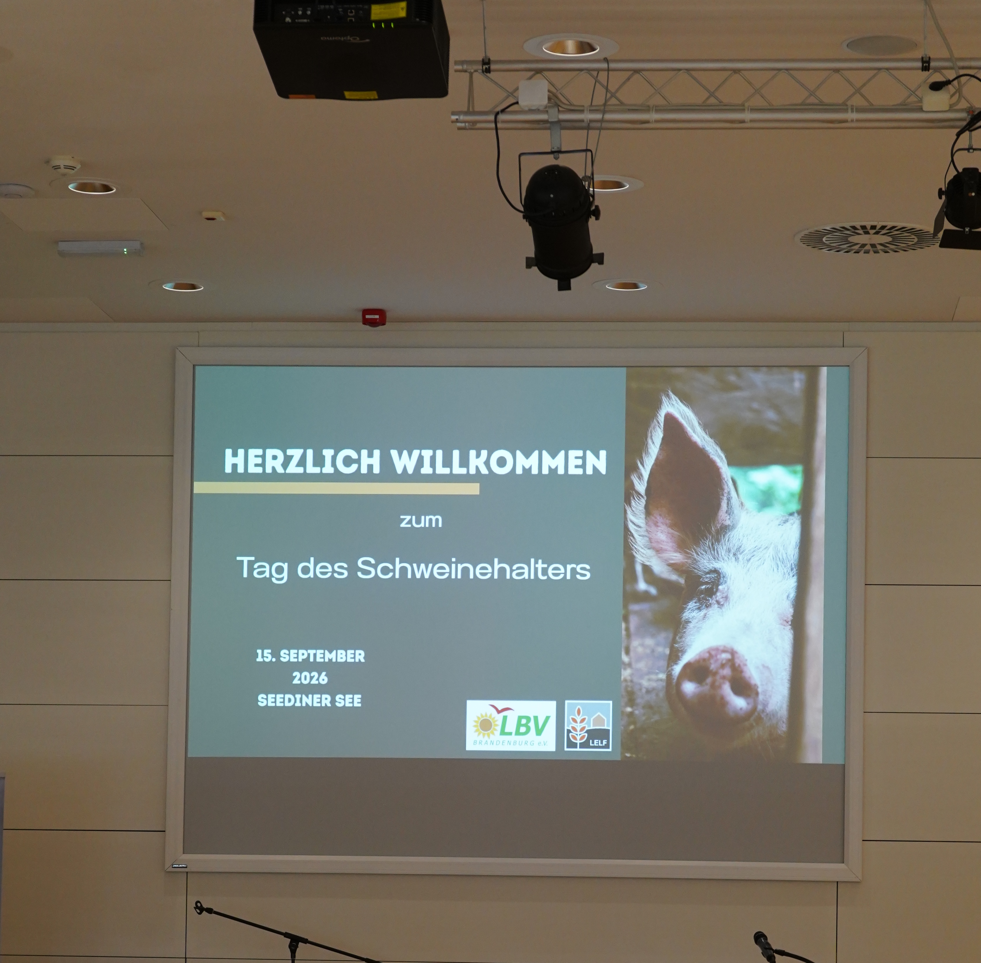 Brandenburgs Schweinehalter am Limit – aber bereit für neue Wege