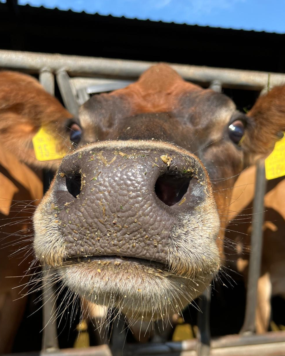 Tag der Milch: Insta-Kampagne von Brandenburgs Milcherzeugerinnen