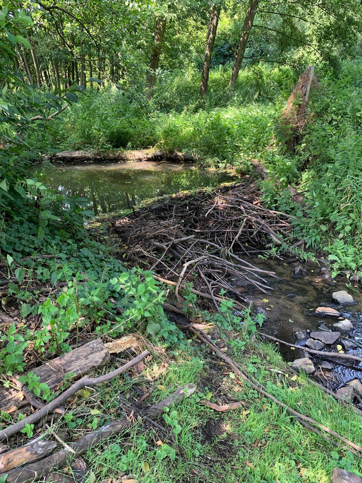 Umgang mit geschützten Arten an Realitäten anpassen
