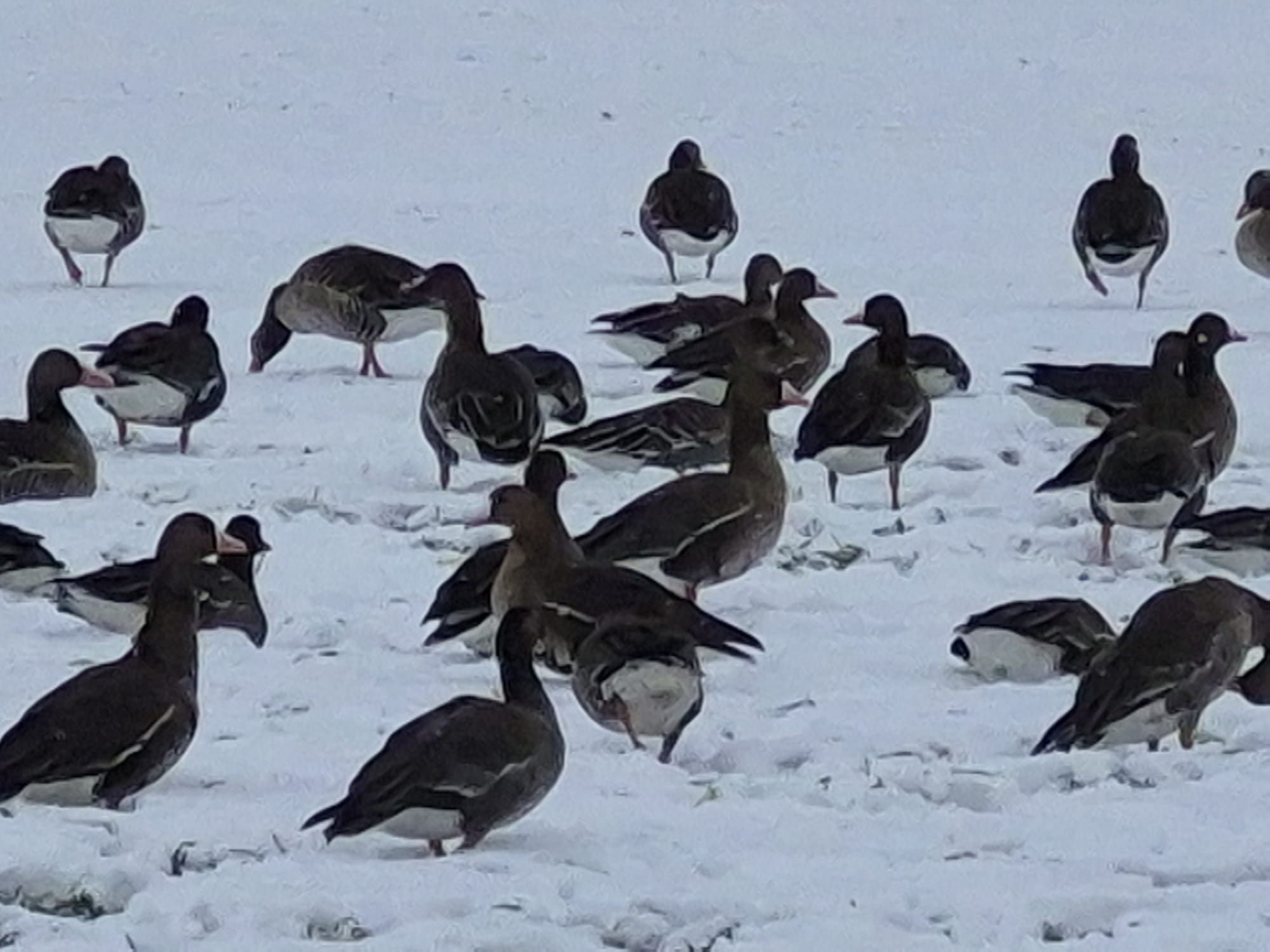 Brandenburg braucht Management von Wildvögeln