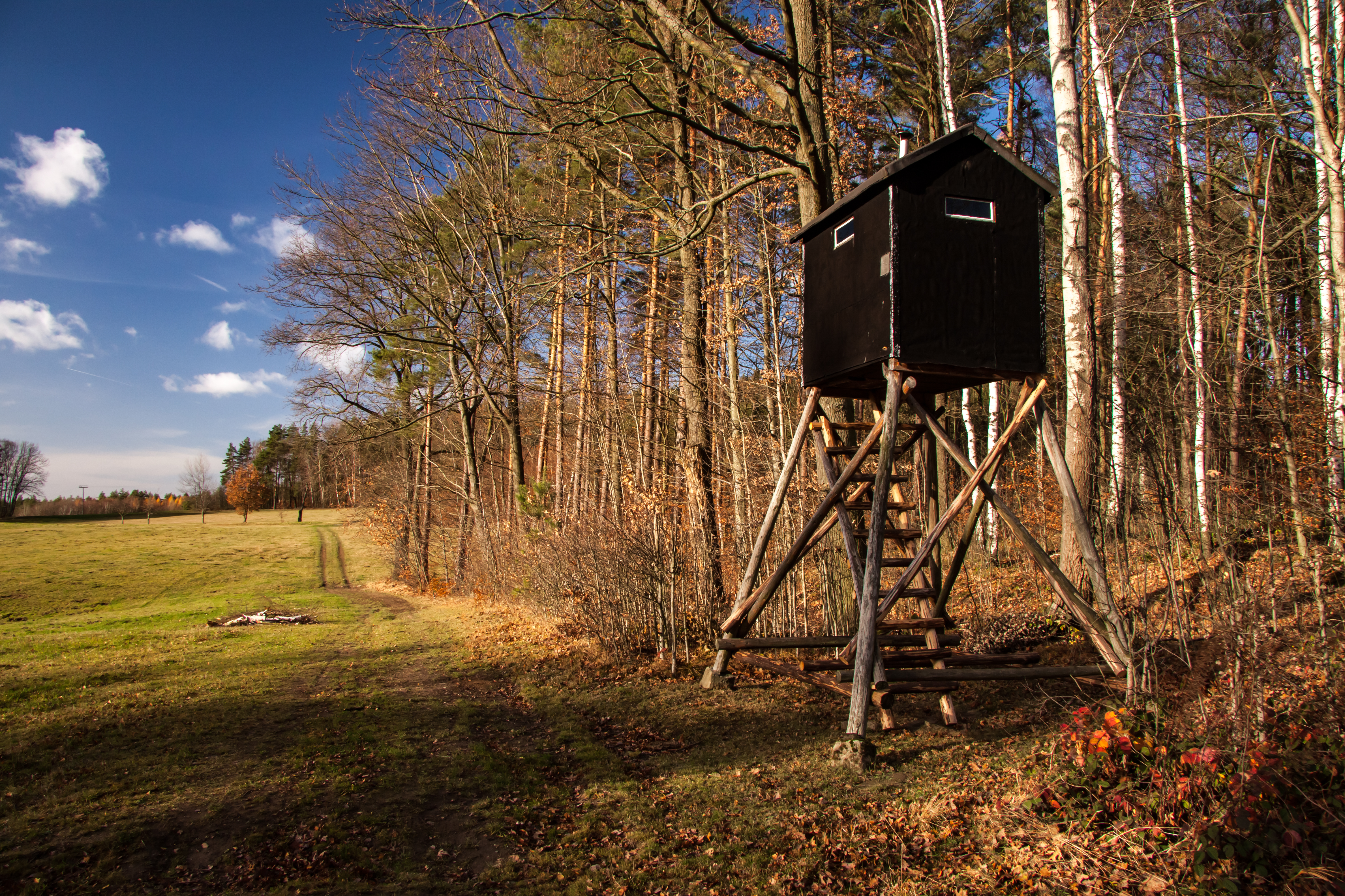 Wolf ins Jagdgesetz aufgenommen – Wolfsmanagement jetzt festlegen