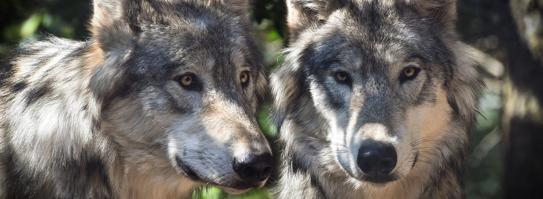 Wölfe in Brandenburg: extremer finanzieller Aufwand mit wenig Effekten