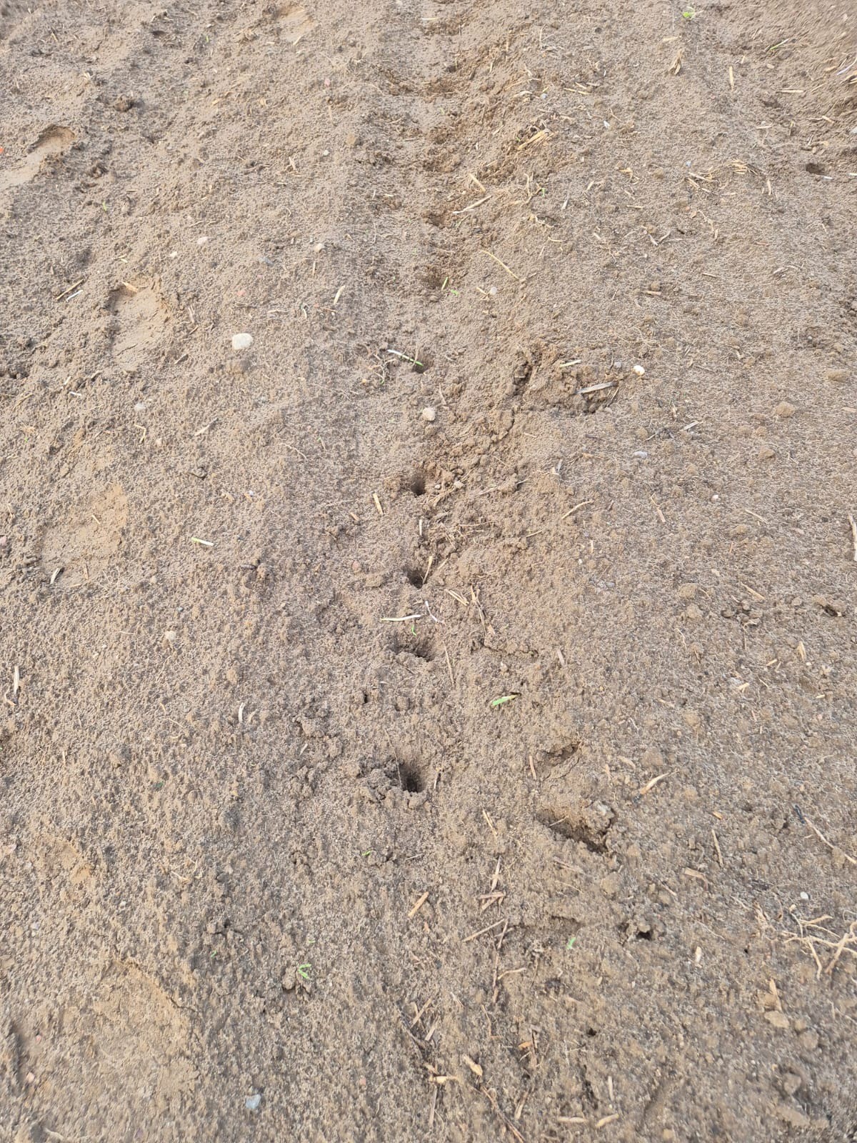 Schäden durch Wildvögel auf Feldern nehmen überhand –  Landwirte fordern Verlustausgleich aufgrund des hohen Schutzes der Tiere